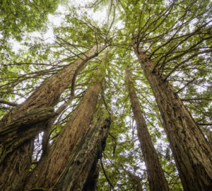 Lost Coast Redwoods’ second-growth redwood forest sequesters thousands of tons of carbon. Young, recovering coast redwood forests are among the most powerful nature-based solutions to climate change in California. Photo by Max Whittaker, courtesy of Save the Redwoods League.