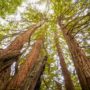 Lost Coast Redwoods’ second-growth redwood forest sequesters thousands of tons of carbon. Young, recovering coast redwood forests are among the most powerful nature-based solutions to climate change in California. Photo by Max Whittaker, courtesy of Save the Redwoods League.