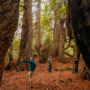 Save the Redwoods League President and CEO Sam Hodder (left) and North Coast Resource Management (NCRM) Vice President Todd McMahon (right) tour the Lost Coast Redwoods property on December 3, 2021. When protected, the second-growth coast redwood forest in Lost Coast Redwoods will be able to grow old again, all the while storing carbon to help fight climate change in California. This forest benefits the land, wildlife, and people in so many ways. Photo by Max Whittaker, courtesy of Save the Redwoods League.