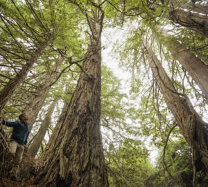 Save the Redwoods League CEO Sam Hodder tours The Lost Coast Redwoods property near Rockport, California on December 3, 2021. Photo by Max Whittaker, courtesy of Save the Redwoods League.