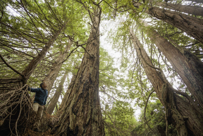 Sam Hadder inspecting a stand of mature redwoods