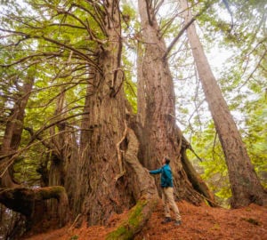 Save the Redwoods League president and CEO Sam Hodder stands beneath a majestic old coast redwood tree in Lost Coast Redwoods that resembles the iconic candelabra trees on the League’s Shady Dell property directly north. Photo by Max Whittaker, courtesy of Save the Redwoods League.