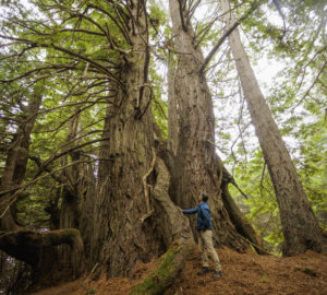 Save the Redwoods League president and CEO Sam Hodder stands beneath a majestic old coast redwood tree in Lost Coast Redwoods that resembles the iconic candelabra trees on the League’s Shady Dell property directly north. Photo by Max Whittaker, courtesy of Save the Redwoods League.