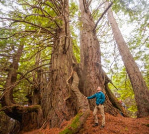 Save the Redwoods League president and CEO Sam Hodder stands beneath a majestic old redwood in Lost Coast Redwoods.  Photo by Max Whittaker, courtesy of Save the Redwoods League.