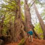 Save the Redwoods League president and CEO Sam Hodder stands beneath a majestic old redwood in Lost Coast Redwoods.  Photo by Max Whittaker, courtesy of Save the Redwoods League.