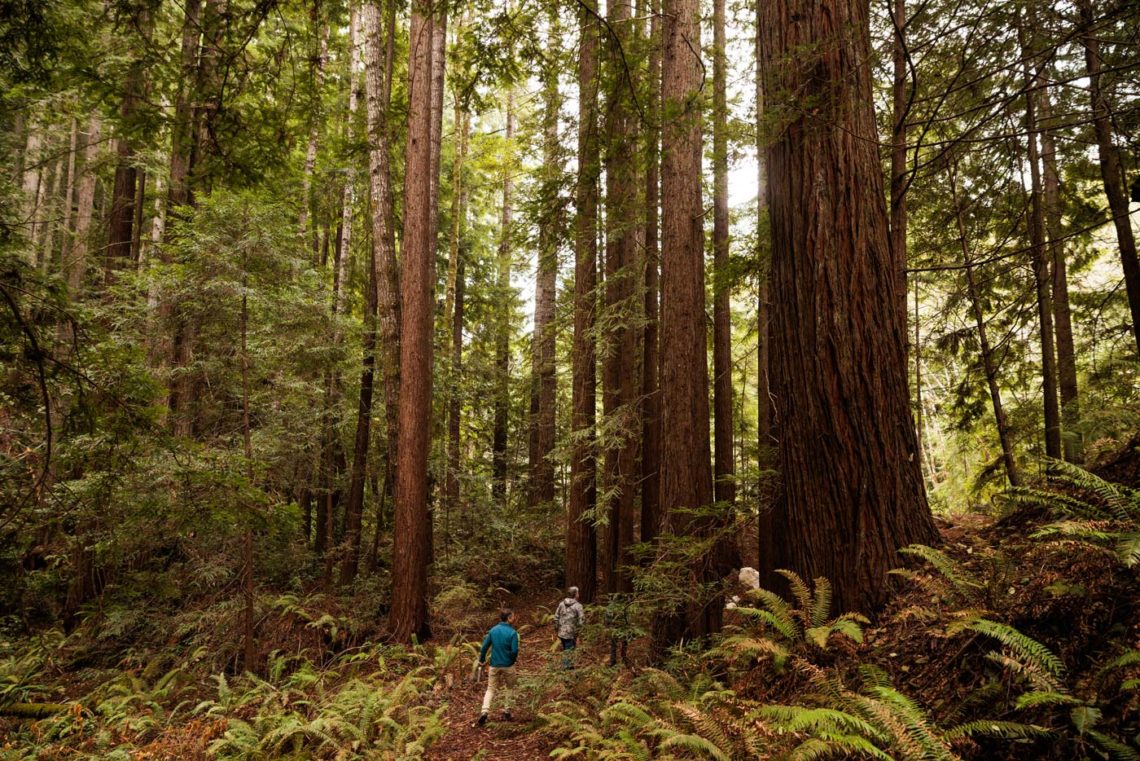 Two men walking into a coast redwood forest