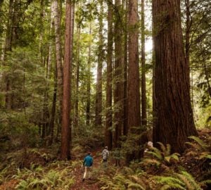 Two men walking into a coast redwood forest
