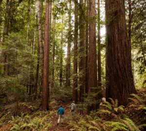 Thank you for changing the redwoods’ fate 