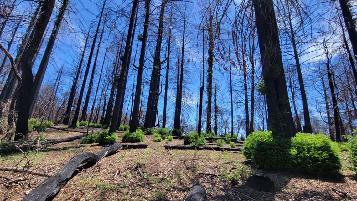 Stands of burned redwoods with no canopy regenerating - growing bottle brush sprouts at their base