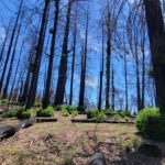 Stands of burned redwoods with no canopy regenerating - growing bottle brush sprouts at their base