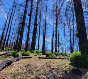 Stands of burned redwoods with no canopy regenerating - growing bottle brush sprouts at their base