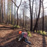 A man wearing an orange construction helmet, red vest, plaid work shirt, blue jeans, boots, and gloves carrying a side satchel with tree seedlings is planting one in the ground in a burn area.