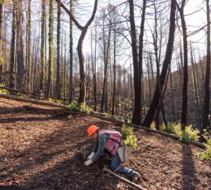A man wearing an orange construction helmet, red vest, plaid work shirt, blue jeans, boots, and gloves carrying a side satchel with tree seedlings is planting one in the ground in a burn area.