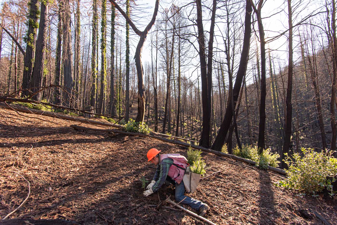 A man wearing an orange construction helmet, red vest, plaid work shirt, blue jeans, boots, and gloves carrying a side satchel with tree seedlings is planting one in the ground in a burn area.