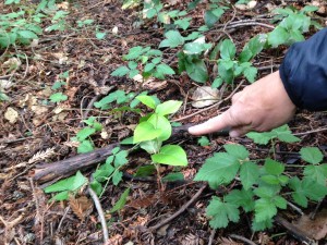 This small salal is one of the only plants of its species in Redwood Regional Park above Oakland, CA.