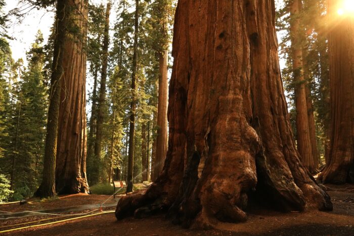 A sprinkler sits at the base of a giant sequoia tree.