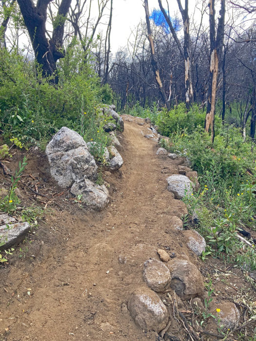 Trail in San Vicente Redwoods