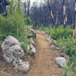 Trail in San Vicente Redwoods