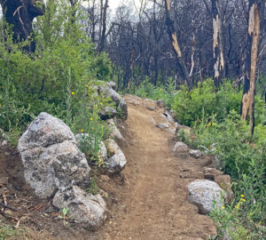 Trail in San Vicente Redwoods