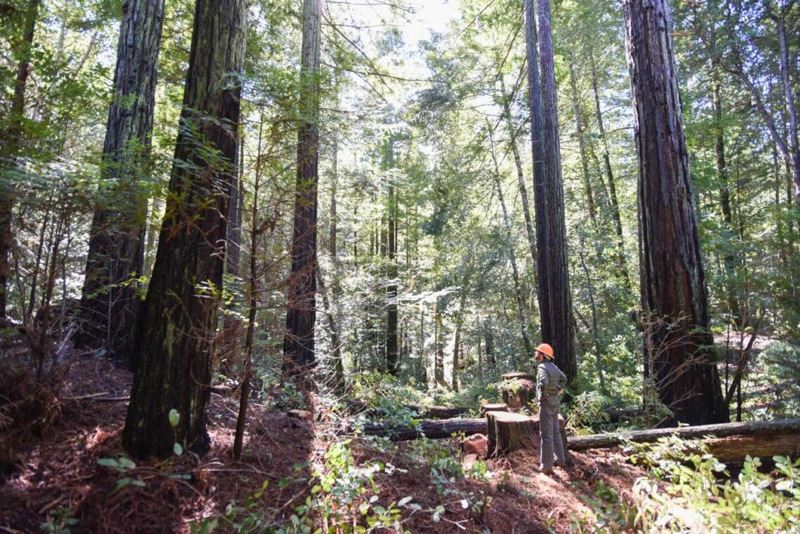 A man wearing an orange construction helmet standing next to a stump in a forest observes the canopy with his back to the camera.