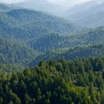 Check the status of redwoods parks closures - Vista overlooking redwoods