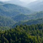 Check the status of redwoods parks closures - Vista overlooking redwoods