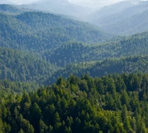 San Vicente Redwoods marks 10 years as a living laboratory for restoration