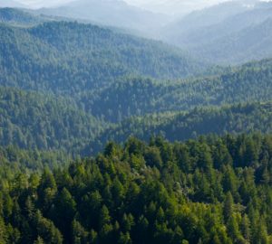 Check the status of redwoods parks closures - Vista overlooking redwoods