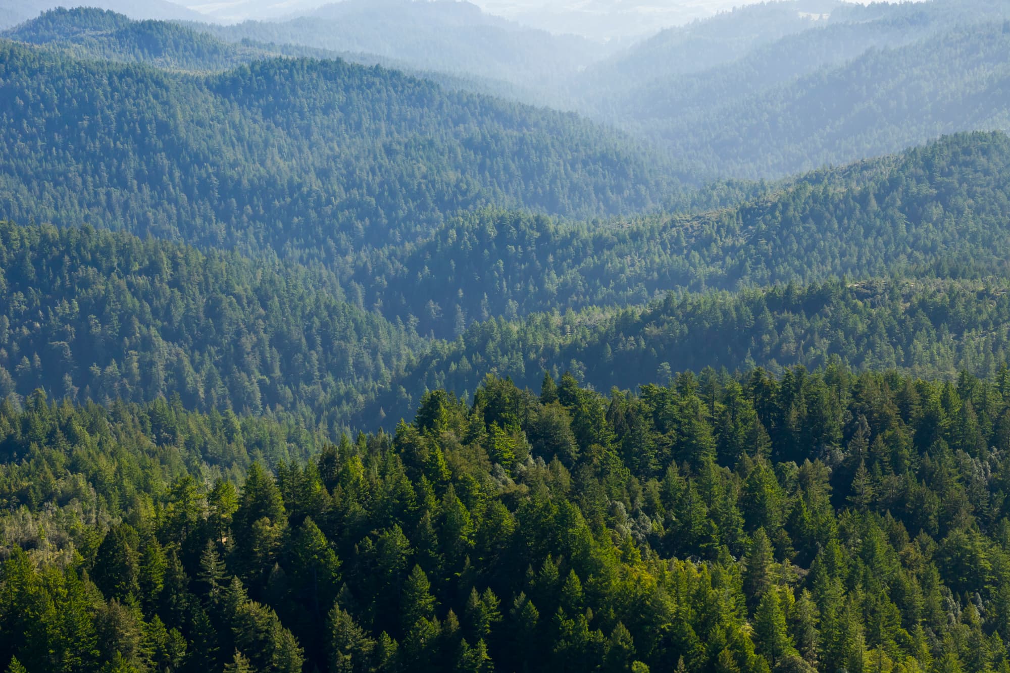 Check the status of redwoods parks closures - Vista overlooking redwoods