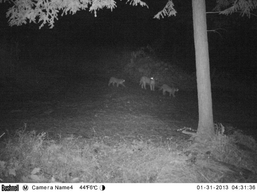 An adult mountain lion is shown between two cubs at night.
