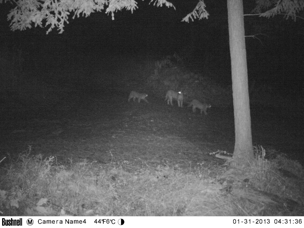 An adult mountain lion is shown between two cubs at night.