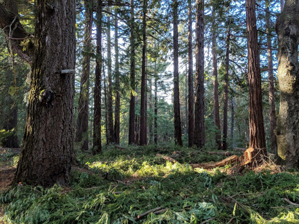 second growth redwoods