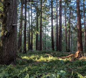 second growth redwoods