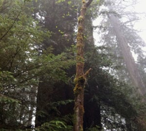 Sanborn Hawley Grove at Prairie Creek Redwoods State Park.