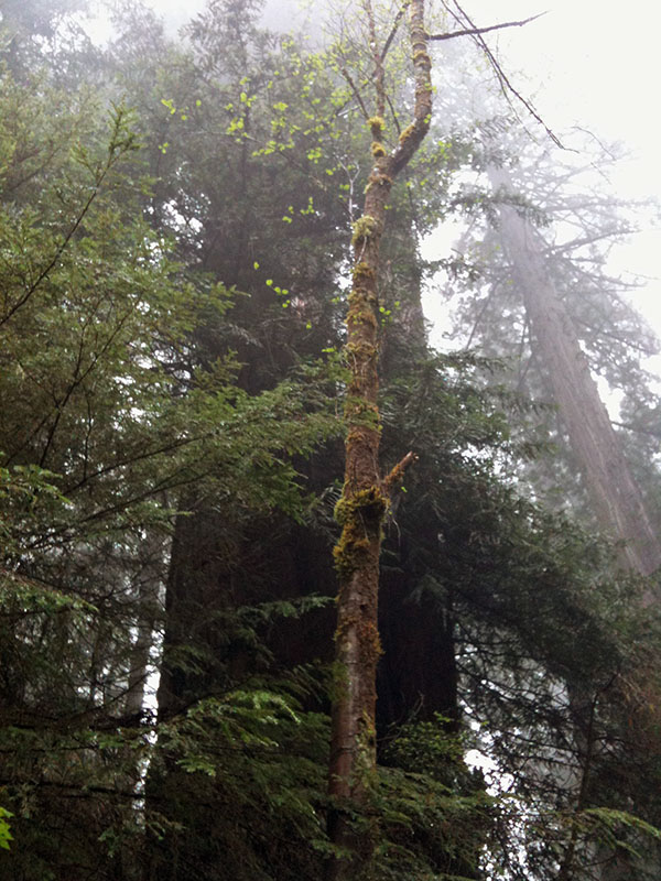 Sanborn Hawley Grove at Prairie Creek Redwoods State Park.