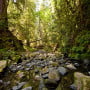 Peters Creek, Santa Cruz Mountains Old-Growth Campaign. Photo by Paolo Vescia