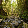 Peters Creek, Santa Cruz Mountains Old-Growth Campaign. Photo by Paolo Vescia