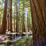 Boulder Creek, Santa Cruz Mountains Old-Growth Campaign. Photo by Paolo Vescia