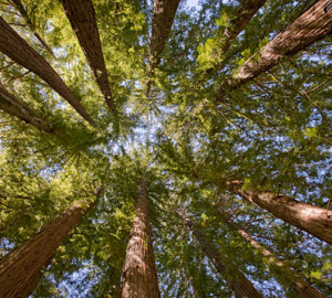 Santa Cruz Mountains Old-Growth Campaign. Photo by Paolo Vescia