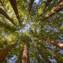 Santa Cruz Mountains Old-Growth Campaign. Photo by Paolo Vescia