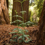 Santa Cruz Mountains Old-Growth Campaign. Photo by Paolo Vescia