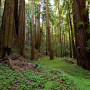 Santa Cruz Mountains Old-Growth Campaign. Photo by Paolo Vescia