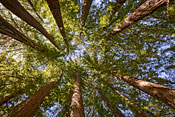 Santa Cruz Mountains Old-Growth project. Photo by Paolo Vescia