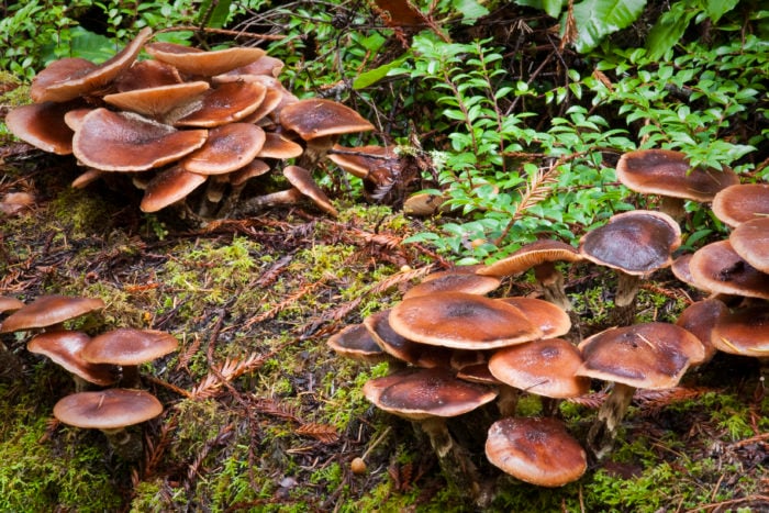 redwood mushroom