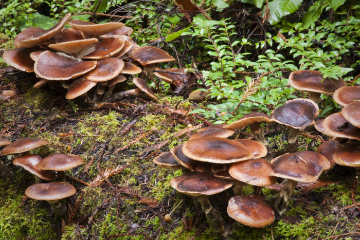 redwood mushroom