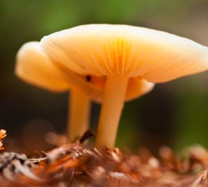 redwood mushrooms