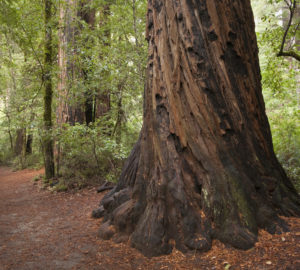 Fire scars are visible on these coast redwoods in Big Basin State Park. By Peter L. Buranzon