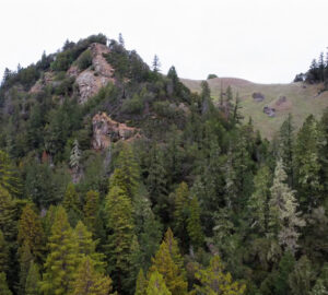 A large rock outcropping overlooks a forest of mature redwood trees