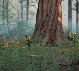 CalFIRE personnel wearing yellow fire jackets managing a prescribed fire stand next to a massive giant sequoia surrounded by burning undergrowth