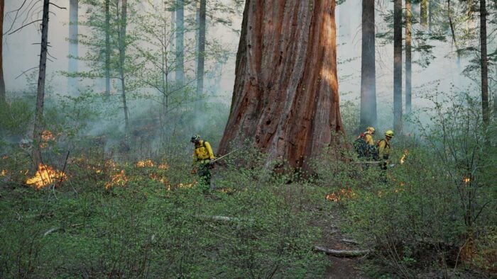 CalFIRE personnel wearing yellow fire jackets managing a prescribed fire stand next to a massive giant sequoia surrounded by burning undergrowth